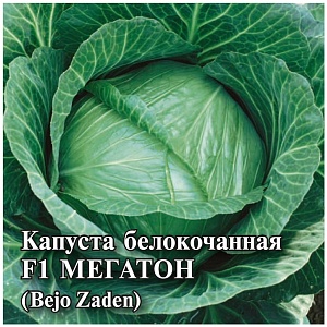 Капуста Мегатон F1 100шт (Гавриш) Голландия