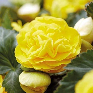 Бегония Нон стоп Желтая 1шт (КолЛайн)