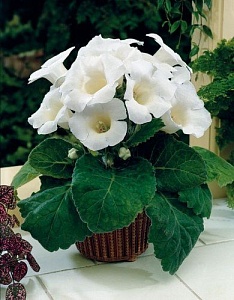 Глоксиния Мон Блан 1шт (КолЛайн) 