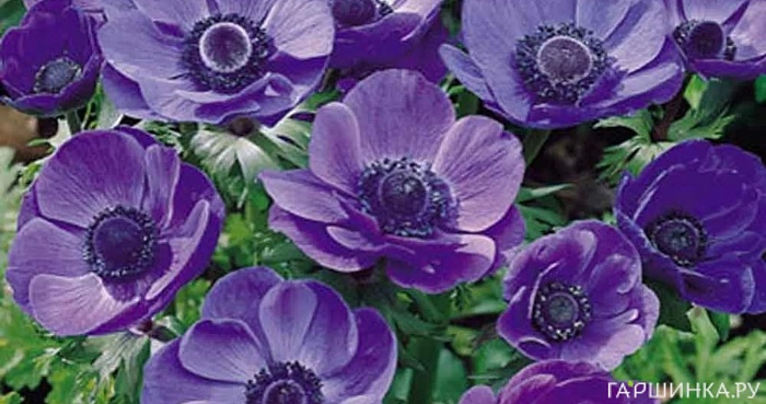 Анемона Мистер Фоккер 1шт (КолЛайн) 10шт/уп