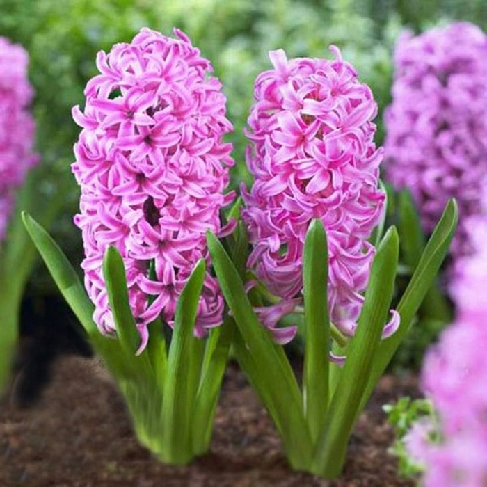 Гиацинт Анна Лиза 14/15 1шт (Садовита) 3шт/уп