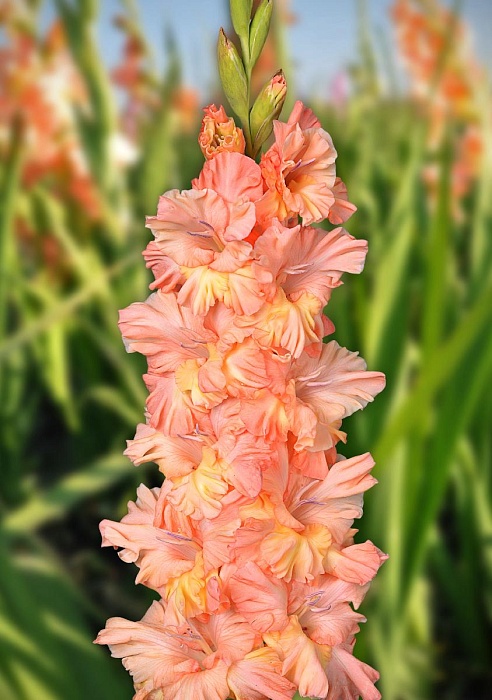 Гладиолус Графиня 1шт (ВХ) (3шт/уп) Новинка