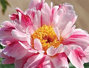 Пион Пинк Луау 1шт (КолЛайн)