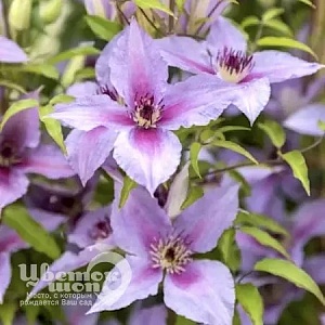Клематис Прауд Мэри 1шт (КолЛайн)