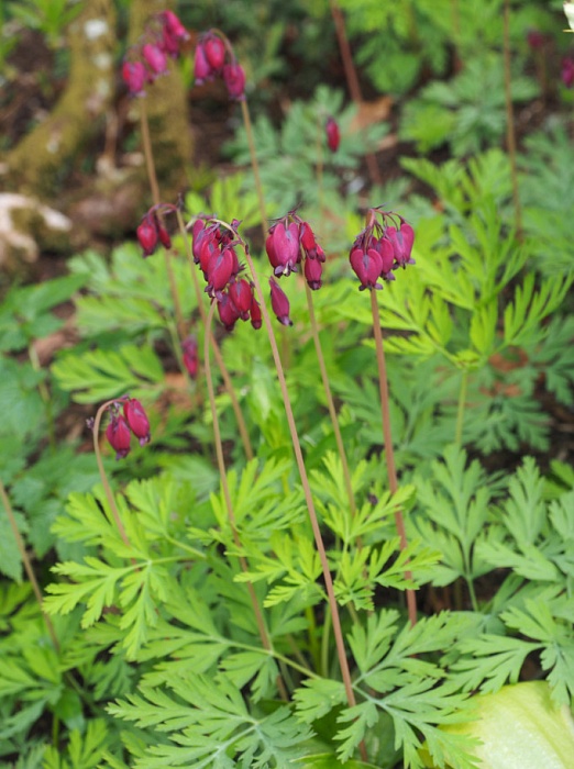 Дицентра Бэкканал 1шт (КолЛайн)