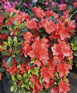 Азалия Гейша Оранж 1шт (КолЛайн)