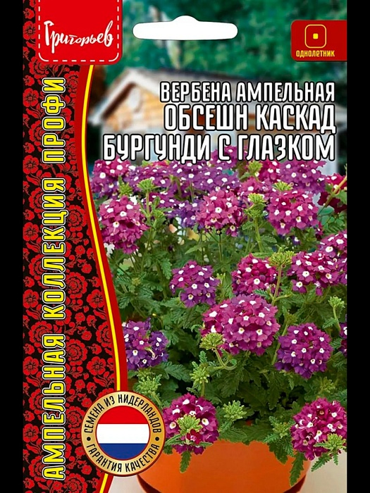 Вербена Обсешн Каскад Бургунди с глазком ампельная 3шт (Григорьев)