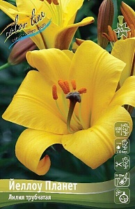 Лилия Йеллоу Планет 12/14 1шт (КолЛайн) 5шт/уп