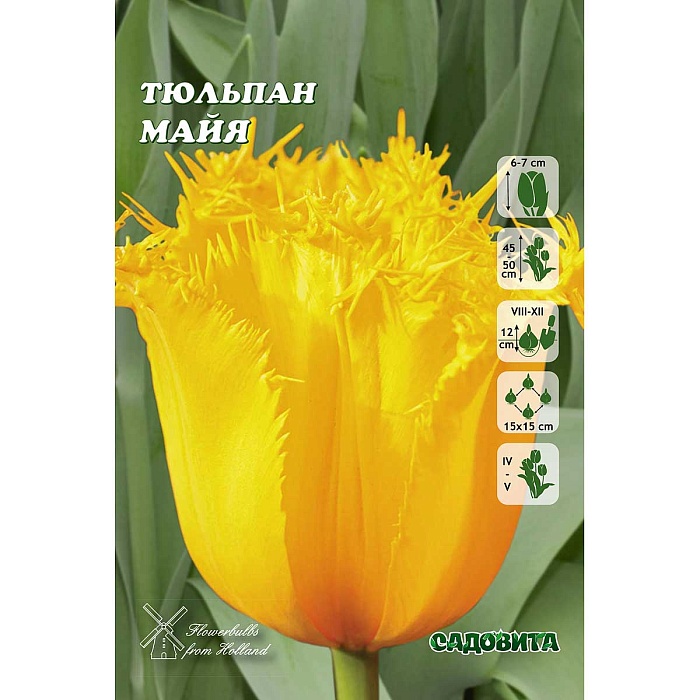 Тюльпан Майя 11/12 1шт (Садовита) 8шт/уп