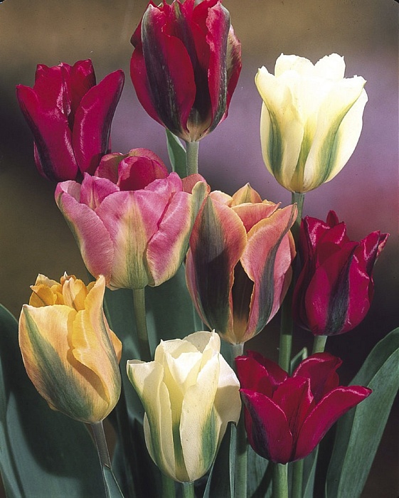 Тюльпан Смесь Зеленоцветковых тюльпанов 11/12 1шт (Садовита) 7шт/уп