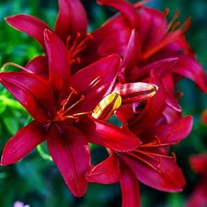 Лилия Тайни Комфорт 10/12 1шт (КолЛайн) 2шт/уп