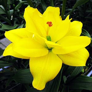 Лилия Йеллоу Беллиз 12/14 1шт (КолЛайн) 5шт/уп