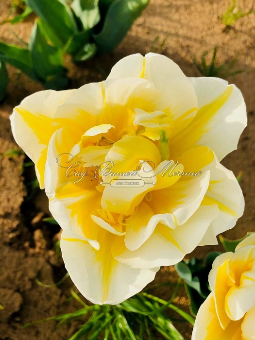 Тюльпан Флэминг Эвита 1шт (КолЛайн) 2шт/уп