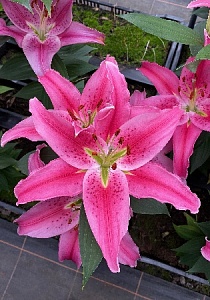 Лилия Рич Романс 12/14 1шт (КолЛайн) 5шт/уп