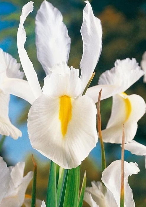 Ирис голландский Нофа Уайт 1шт (КолЛайн) 10шт/уп