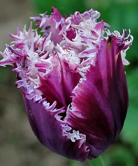 Тюльпан Американ Игл 1шт (КолЛайн) 7шт/уп