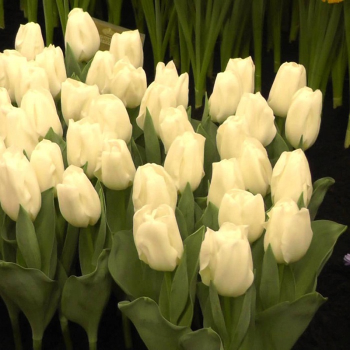 Тюльпан Леди Шанталь 1шт (КолЛайн) 3шт/уп триумф