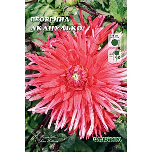 Георгина Акапулько 1 шт (Садовита)