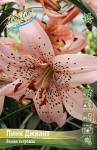 Лилия Пинк Джиант 12/14 1шт (КолЛайн)