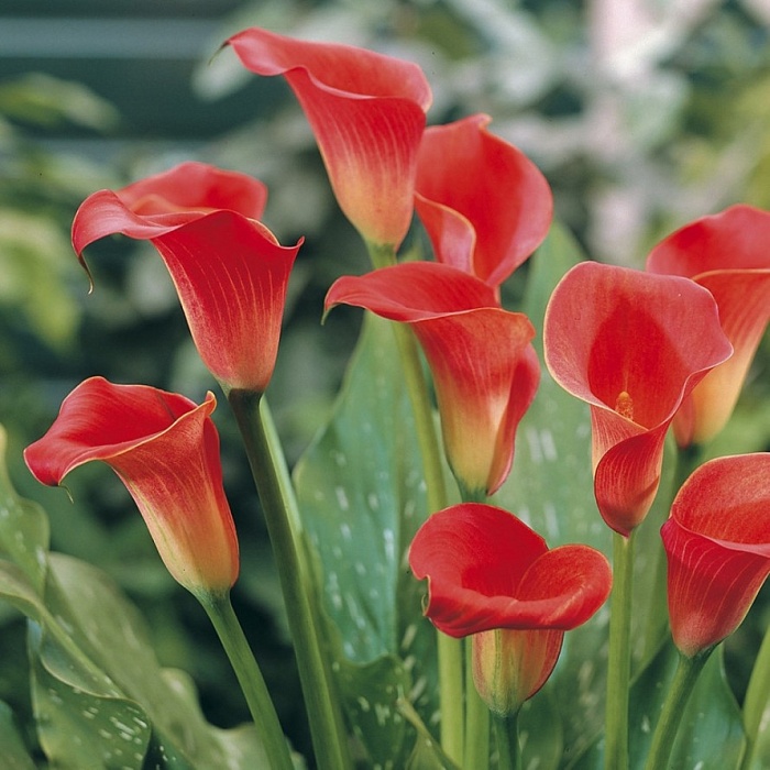 Калла Ред Алерт 1шт (КолЛайн) 2шт/уп