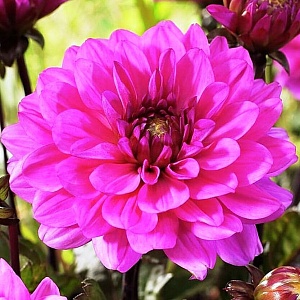 Георгина Мелоди Фанфаре 1шт (КолЛайн)