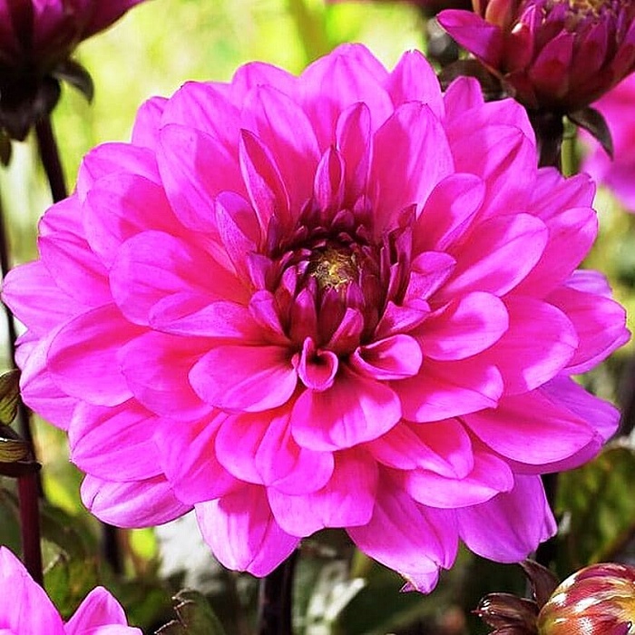 Георгина Мелоди Фанфаре 1шт (КолЛайн)