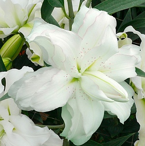 Лилия Лотус Бьюти 12/14 1шт (КолЛайн)