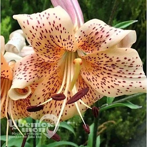 Лилия Тайгер Бейбиз 12/14 1шт (КолЛайн) 