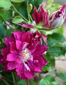 Клематис Акафуджи Р9 1шт (КолЛайн) 