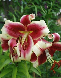 Лилия Холланд Бьюти 12/14 1шт (КолЛайн) 2шт/уп 