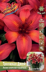 Лилия Тропикал Джой 10/12 1шт (КолЛайн) 7шт/уп