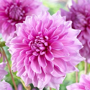 Георгина Лавендер Перфекшн 1шт (КолЛайн)