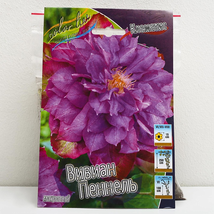 Клематис Вивиан Пеннел 1шт (КолЛайн) 2шт/уп