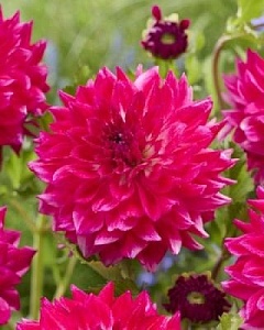 Георгина Диамонд Дебютант 1шт (КолЛайн)