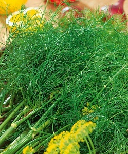 Укроп Гладиатор 2г ц/п (НК) 