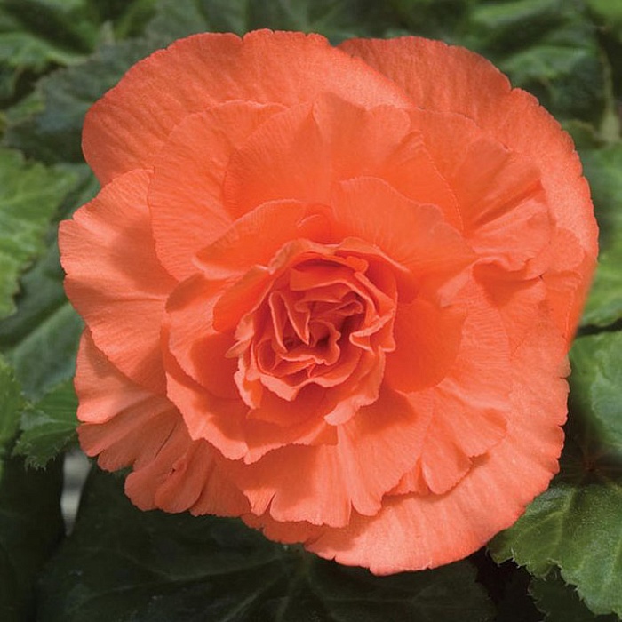 Бегония Махровая Лососевая 1шт (КолЛайн) 3шт/уп