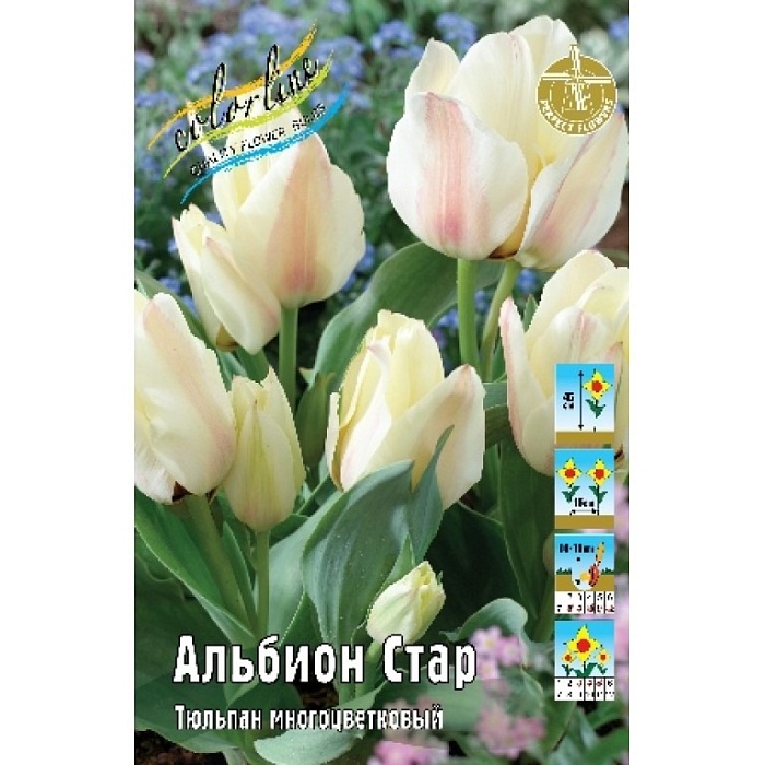 Тюльпан Альбион Стар 1шт (КолЛайн) 10шт/уп многоцветковый