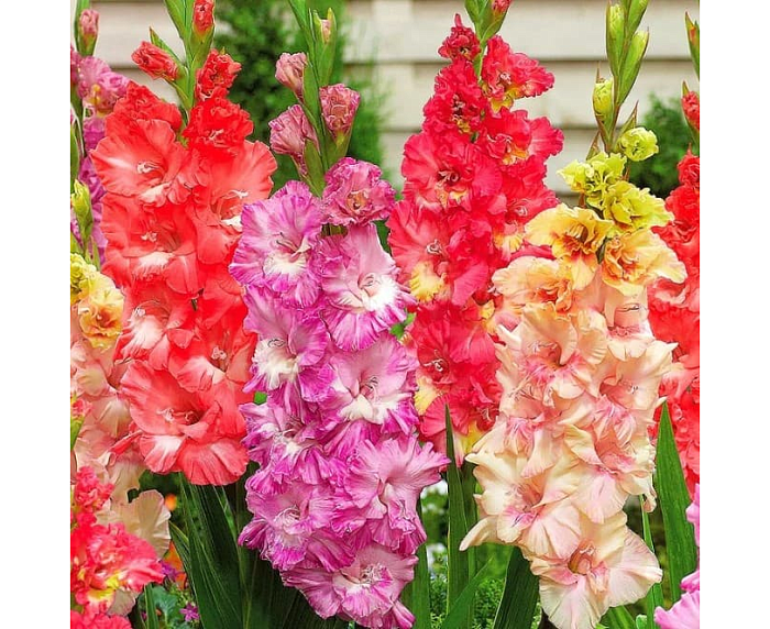 Гладиолус Раффл Микс 10/12 1шт (КолЛайн) 3шт/уп