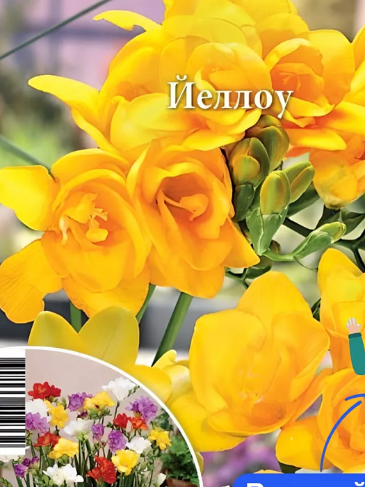 Фрезия Йеллоу махровая 5/6 1шт НК (10шт/уп)