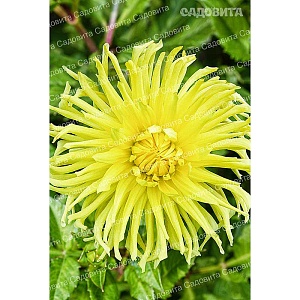 Георгина Йеллоу Стар 1шт (Садовита)