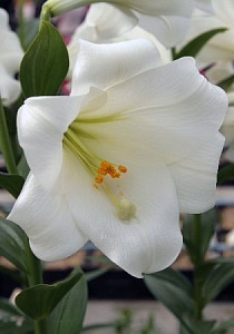 Лилия Уайт Си 12/14 1шт (КолЛайн) 5шт/уп