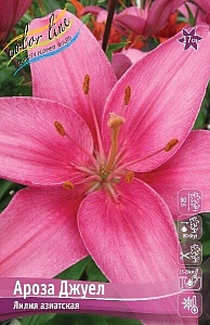 Лилия Ароза Джуел 12/14 1шт (КолЛайн) 7шт/уп