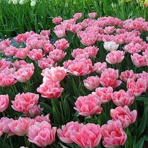 Тюльпан Фокстрот 1шт (Садовита) 8шт/уп