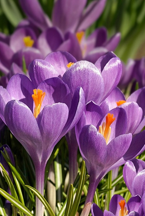 Крокус Сативус 7/8 1шт (Садовита) 10шт/уп