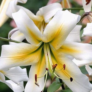 Лилия Мистер Фисташ 1шт (КолЛайн)