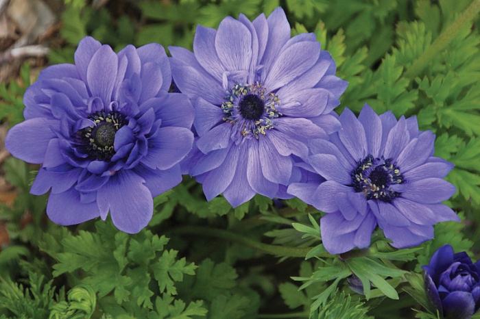 Анемона Лорд Лейтенант 5/6 1шт (КолЛайн) 5шт/уп