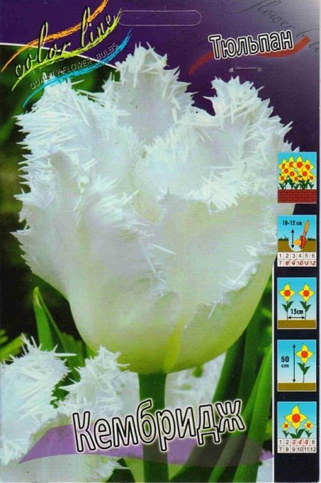 Тюльпан Кембридж 1шт (КолЛайн) 2шт/уп 