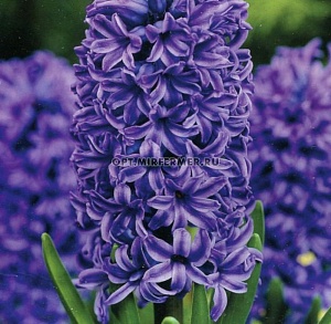 Гиацинт Атлантик 14/15 1шт (КолЛайн)