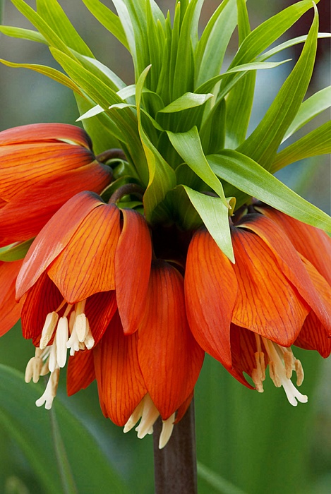 Фритиллярия Рубра 18/20 1шт (Садовита)