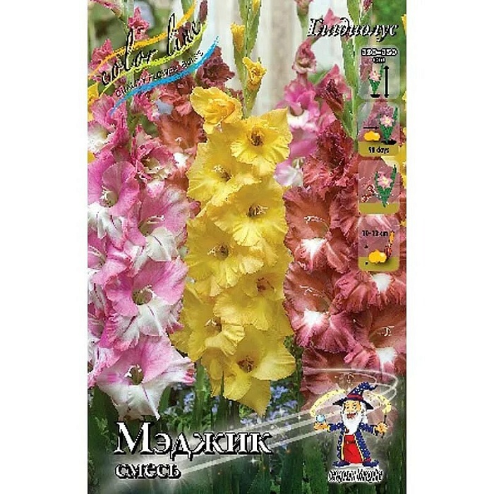 Гладиолус Мэджик Смесь 10/12 1шт (КолЛайн) 6шт/уп